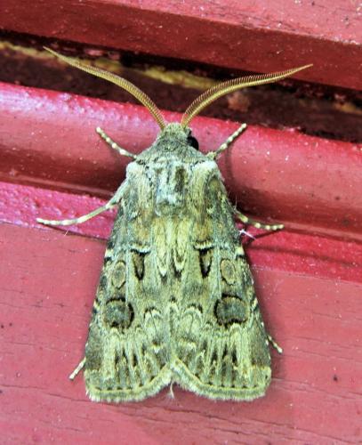 Réf. 335 710 : Agrotis bigramma